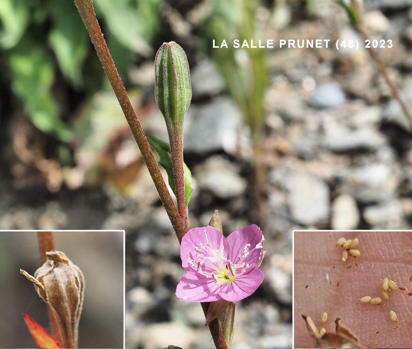 Evening Primrose, Rosy fruit